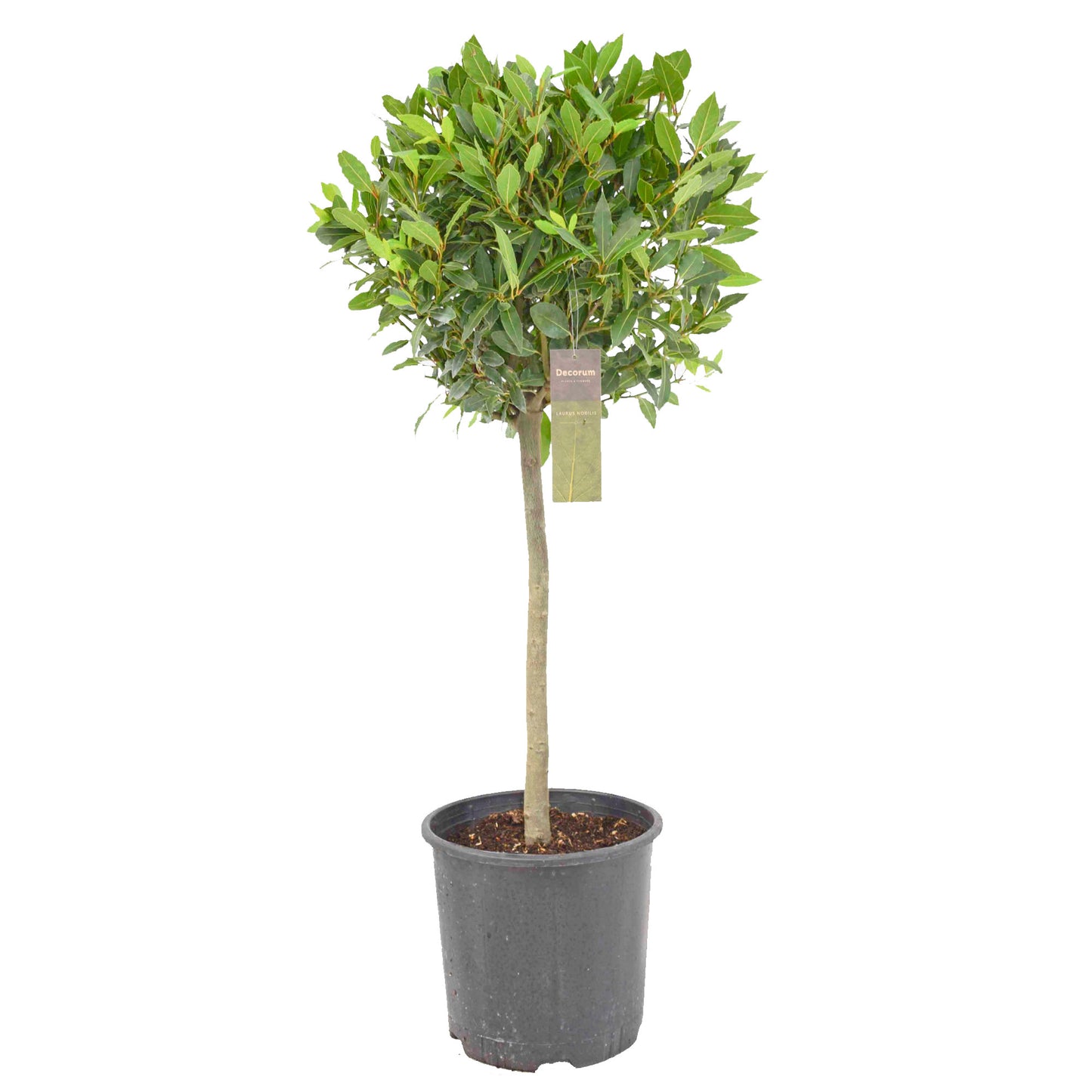 Laurus nobilis 130cm 30cm Pot