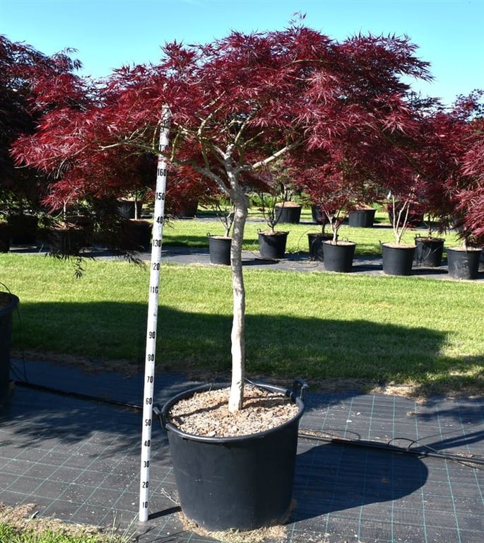 Acer palmatum mix 230cm 65cm Pot