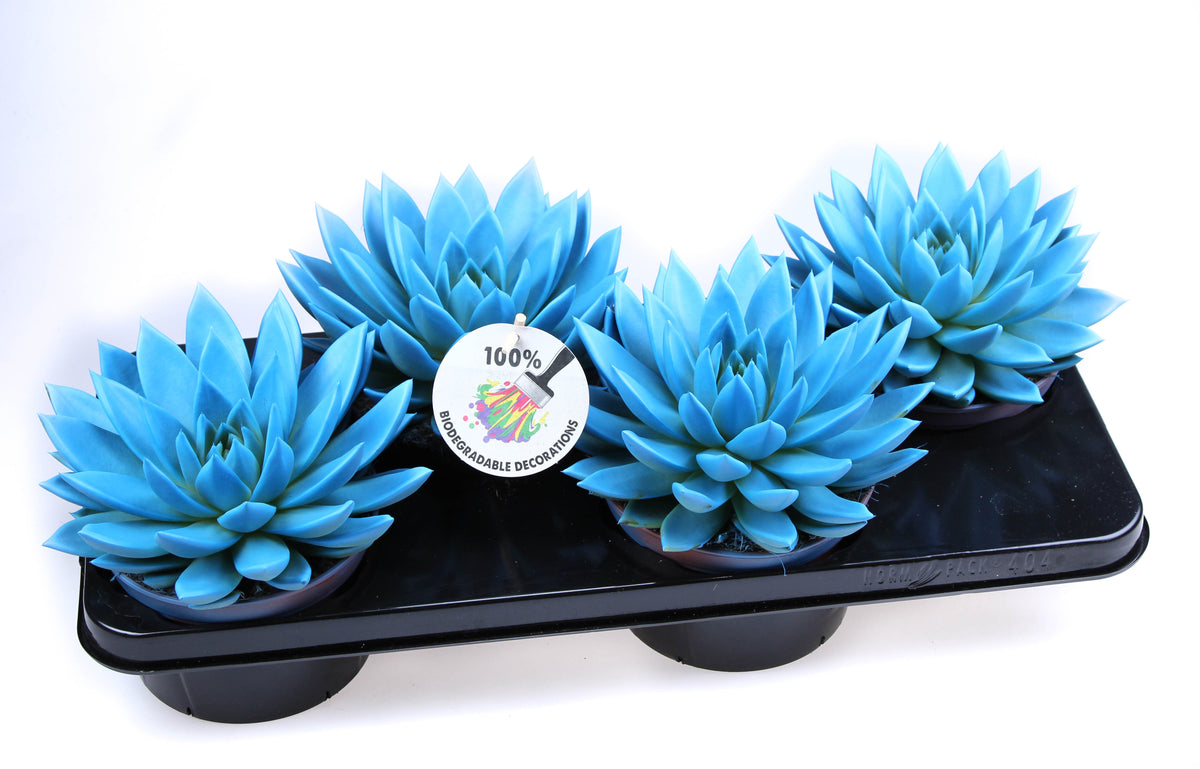 Rainbow sky blue 20cm 15cm Pot