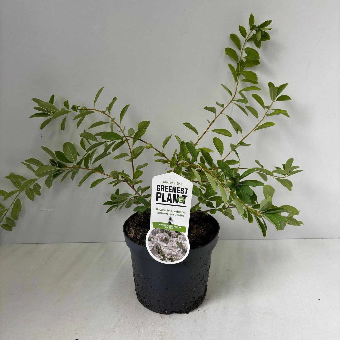 Exochorda The Bride 40cm 19cm Pot