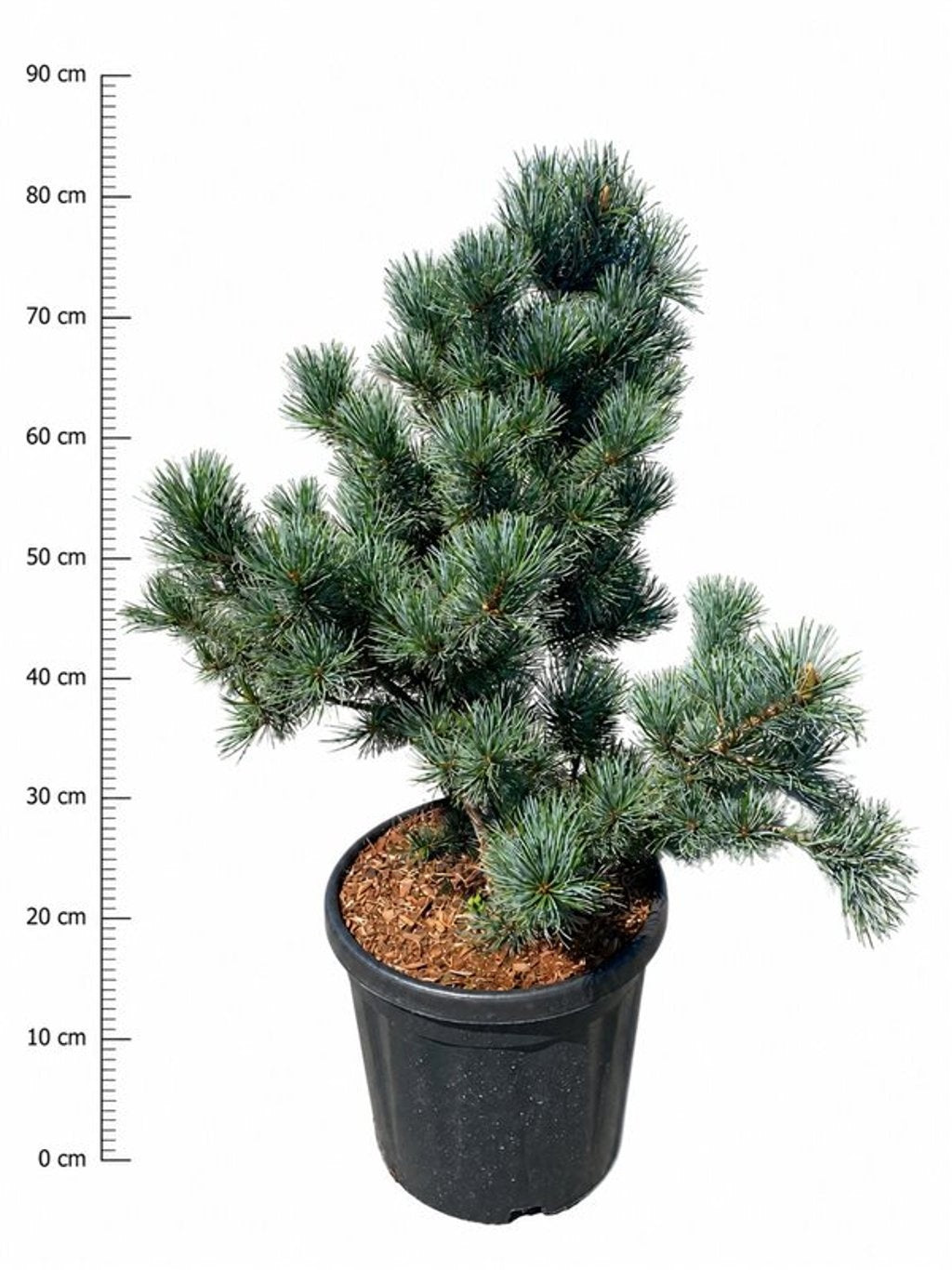 Pinus par. Negishi 90cm 32cm Pot