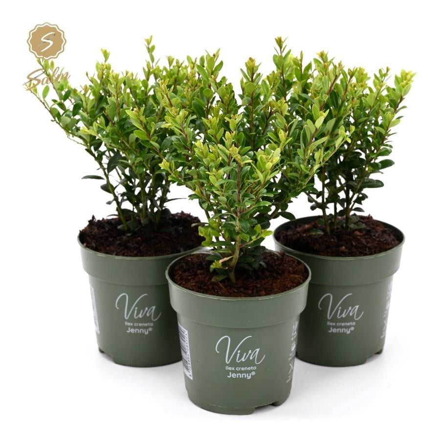 Ilex crenata Jenny 21cm 10cm Pot