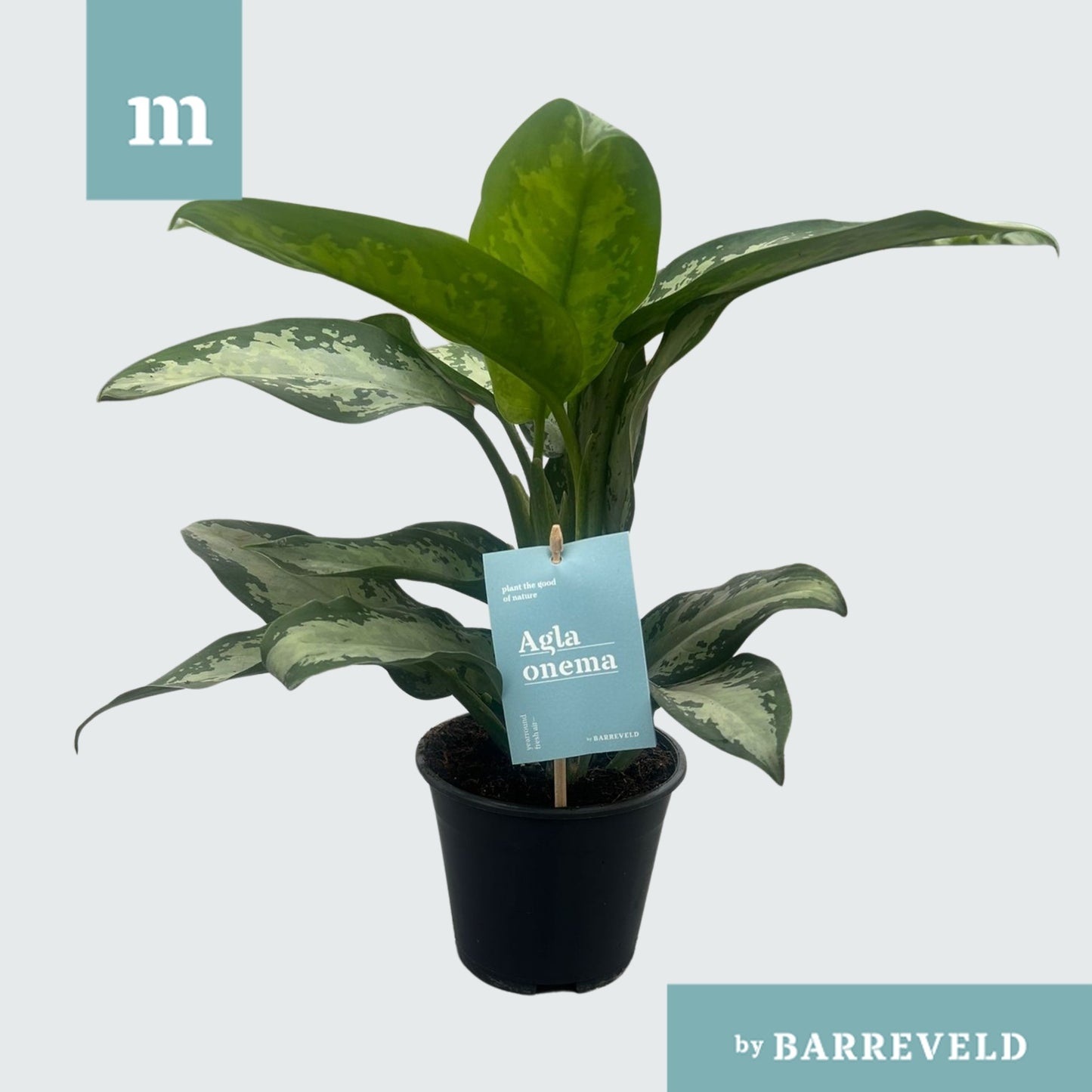 Barreveld, kwekerij de Aglaonema Jubilee Pack of 8