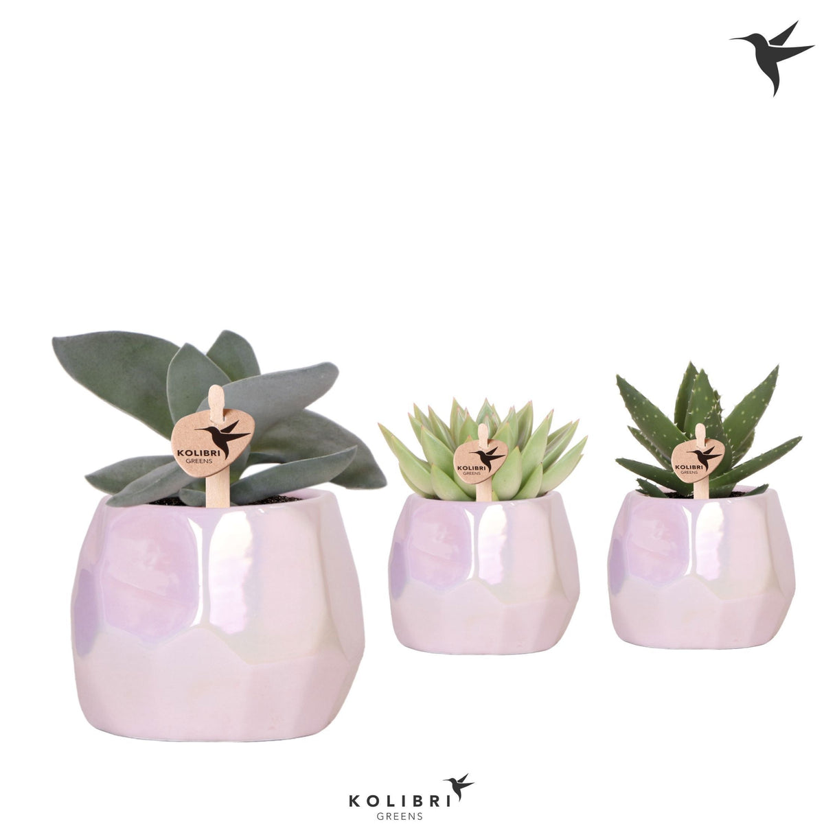 Succulent mix 20cm 9cm Pot