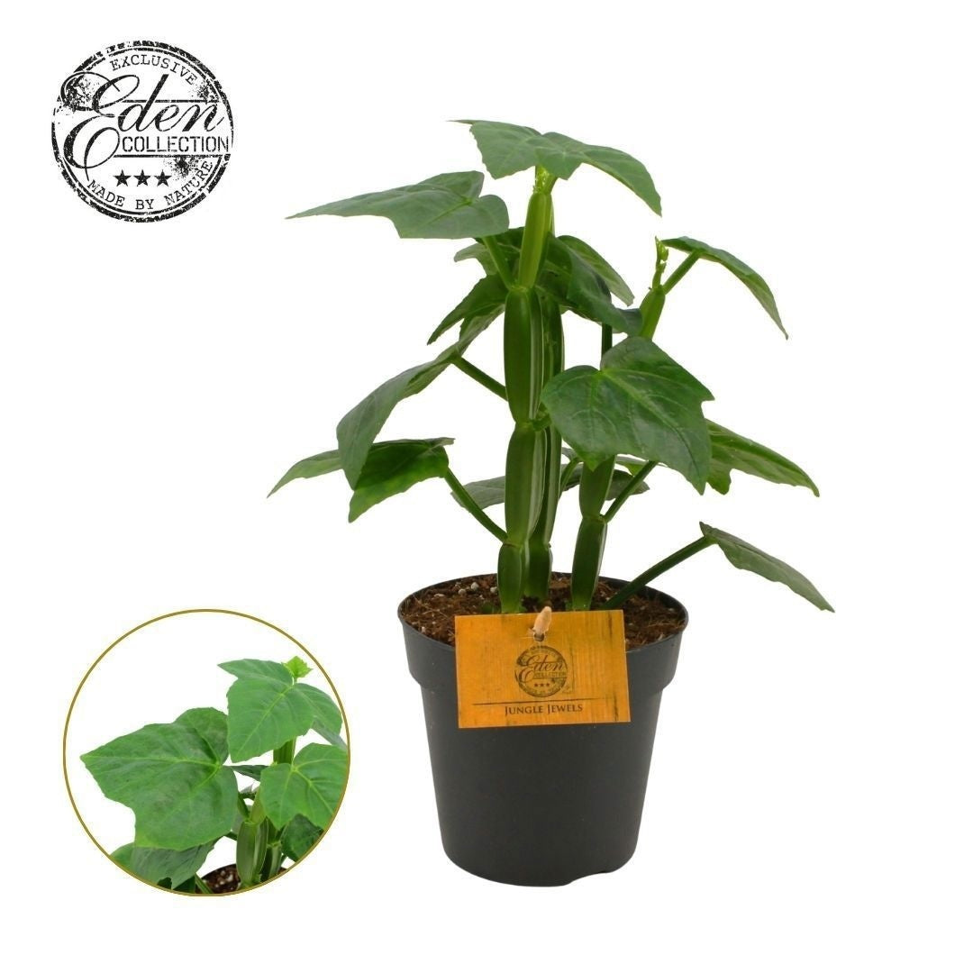 Cissus overig 20cm 12cm Pot