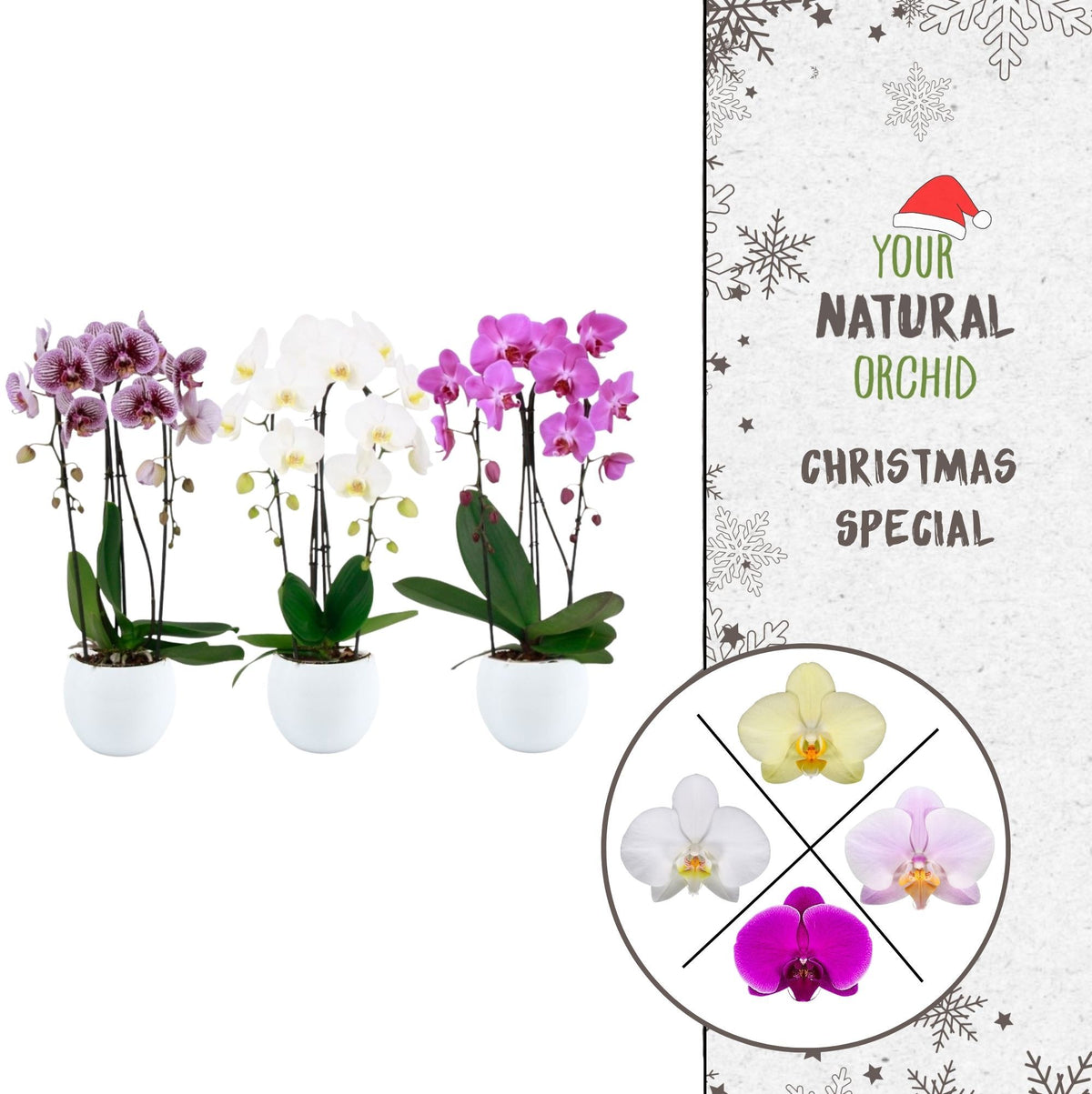 Phalaenopsis mix 45cm 12cm Pot