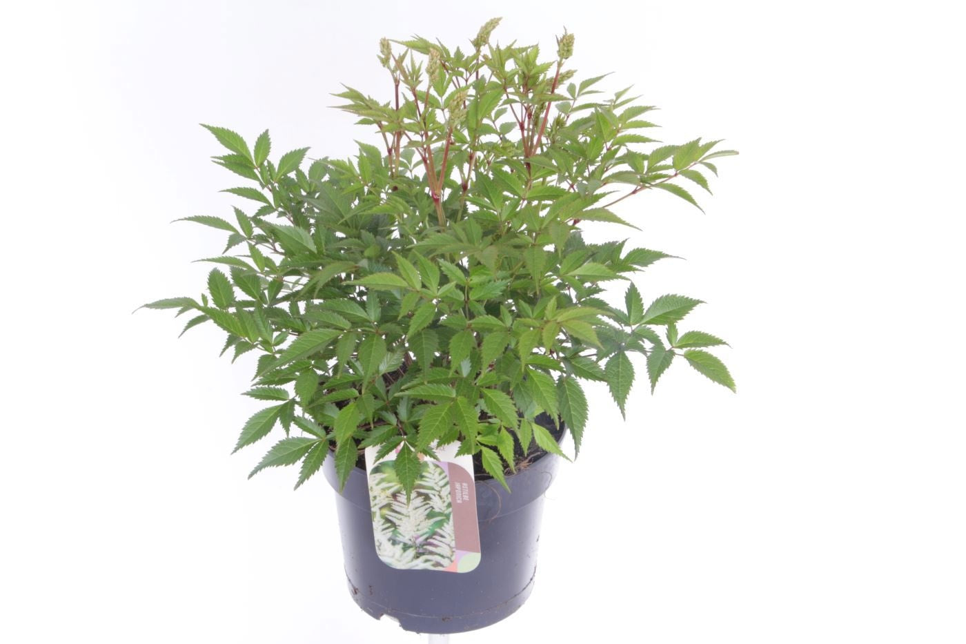 Astilbe jap. Deutschland 30cm 17cm Pot