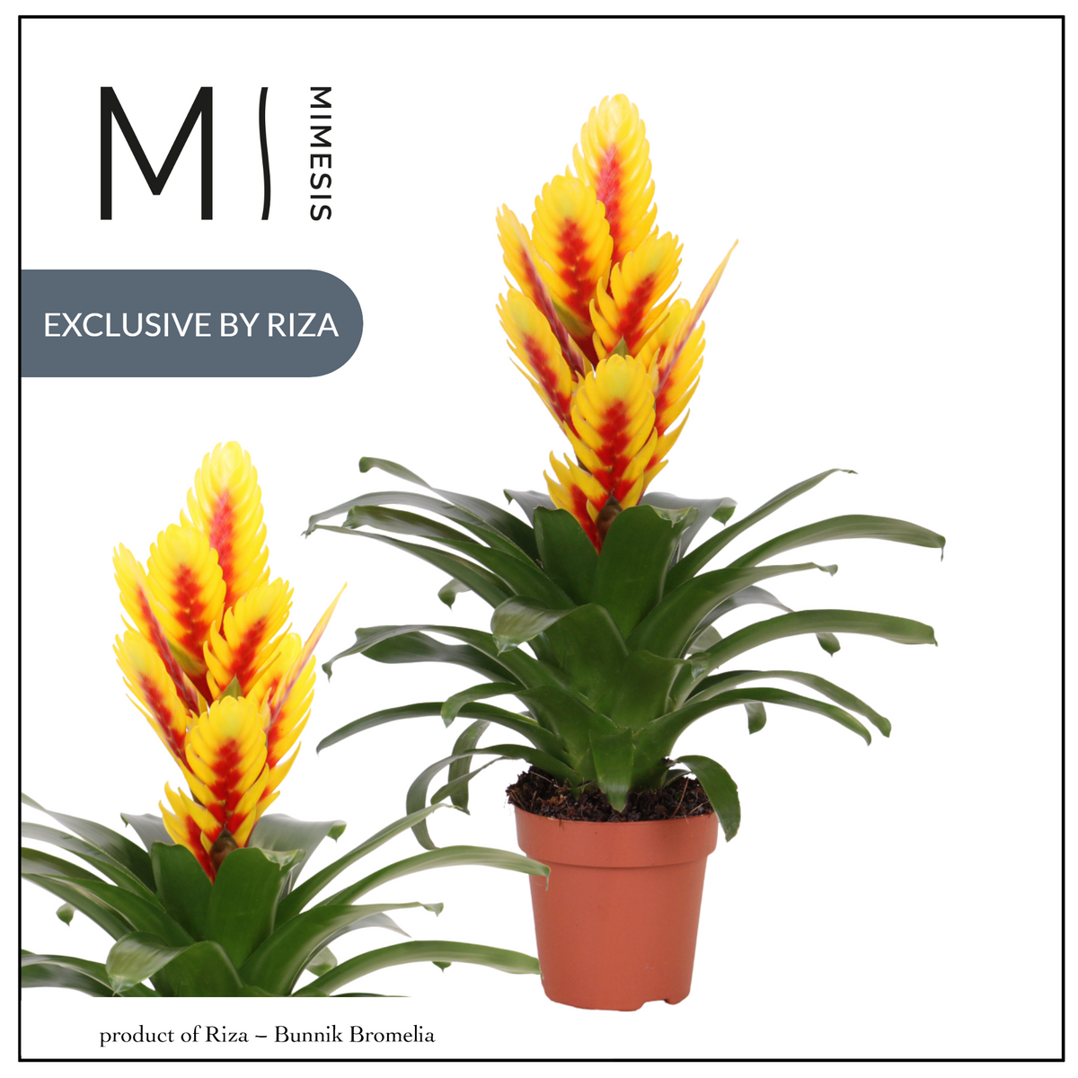 Vriesea Intenso Yellow Flame 45cm 12cm Pot