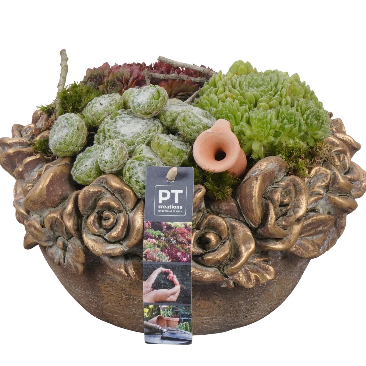 Sempervivum arrangement 19cm 26cm Pot