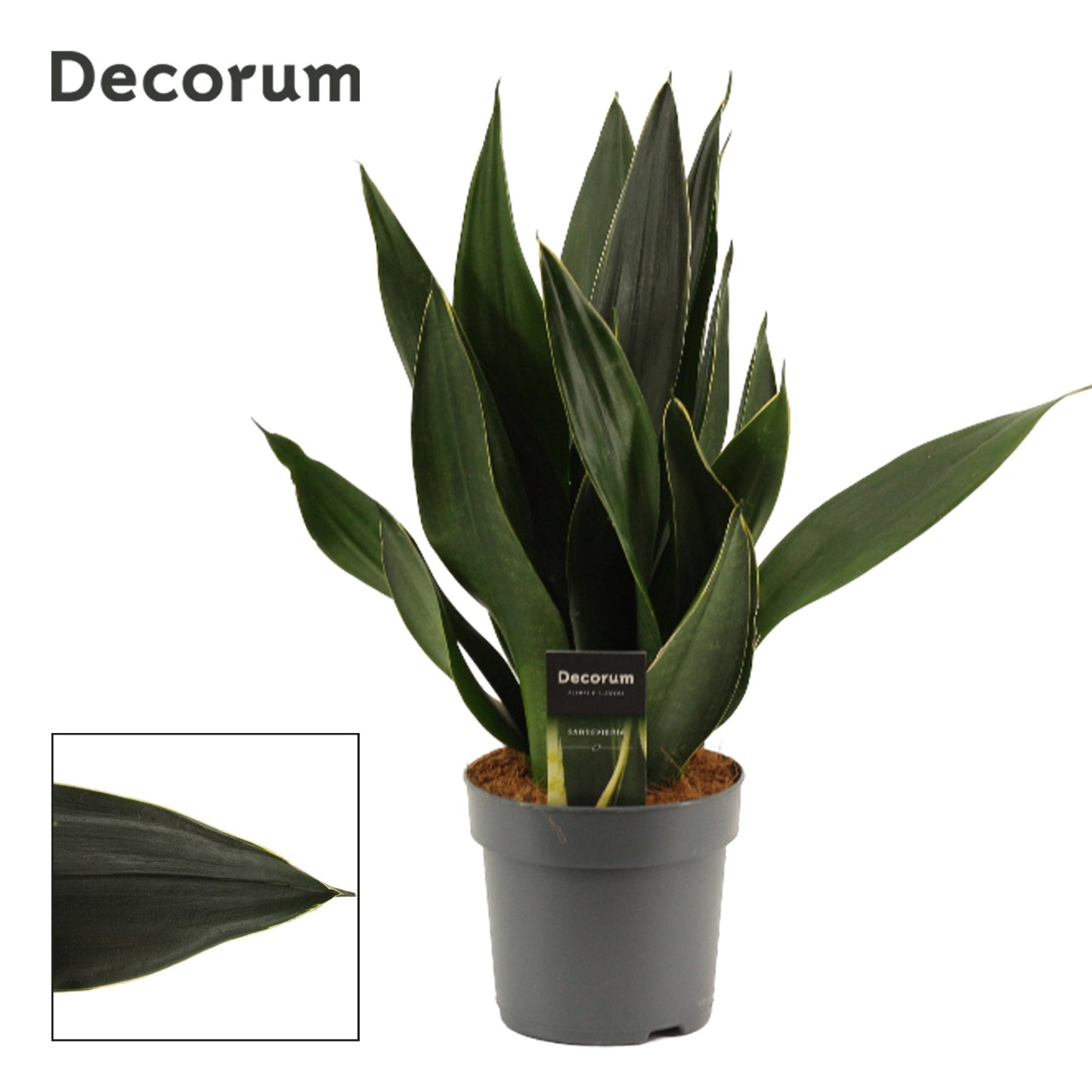 Sansevieria trifasciata 40cm 14cm Pot
