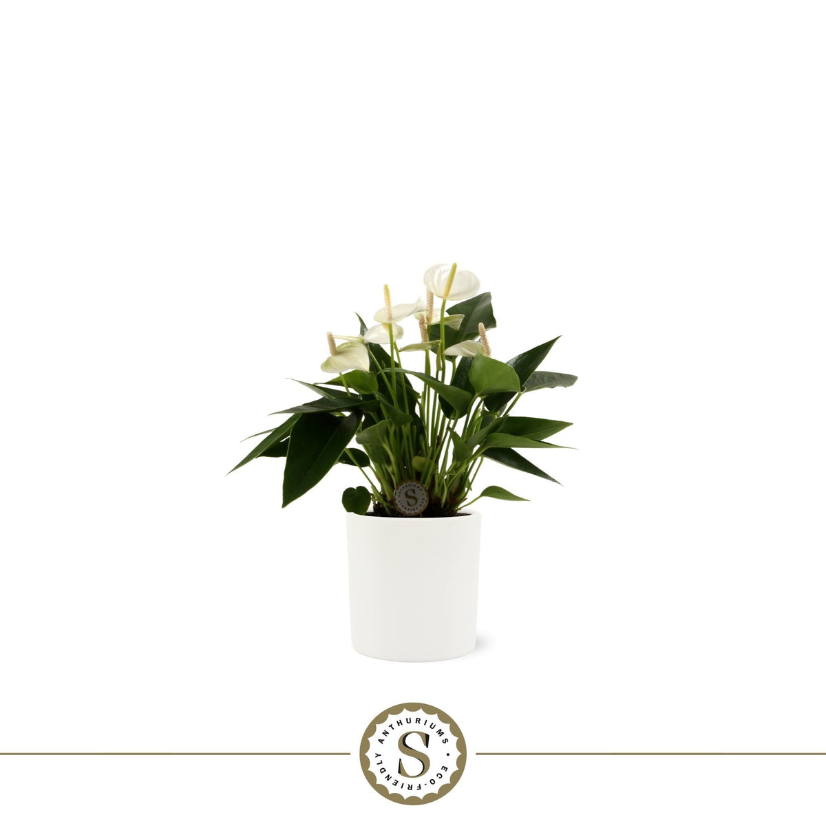 Anthurium White Champion 25cm 9cm Pot