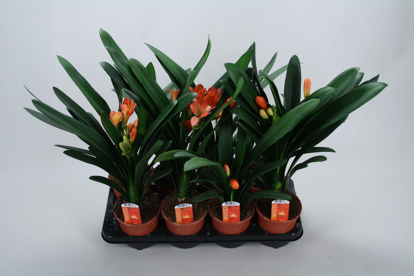 Clivia miniata 45cm 13cm Pot