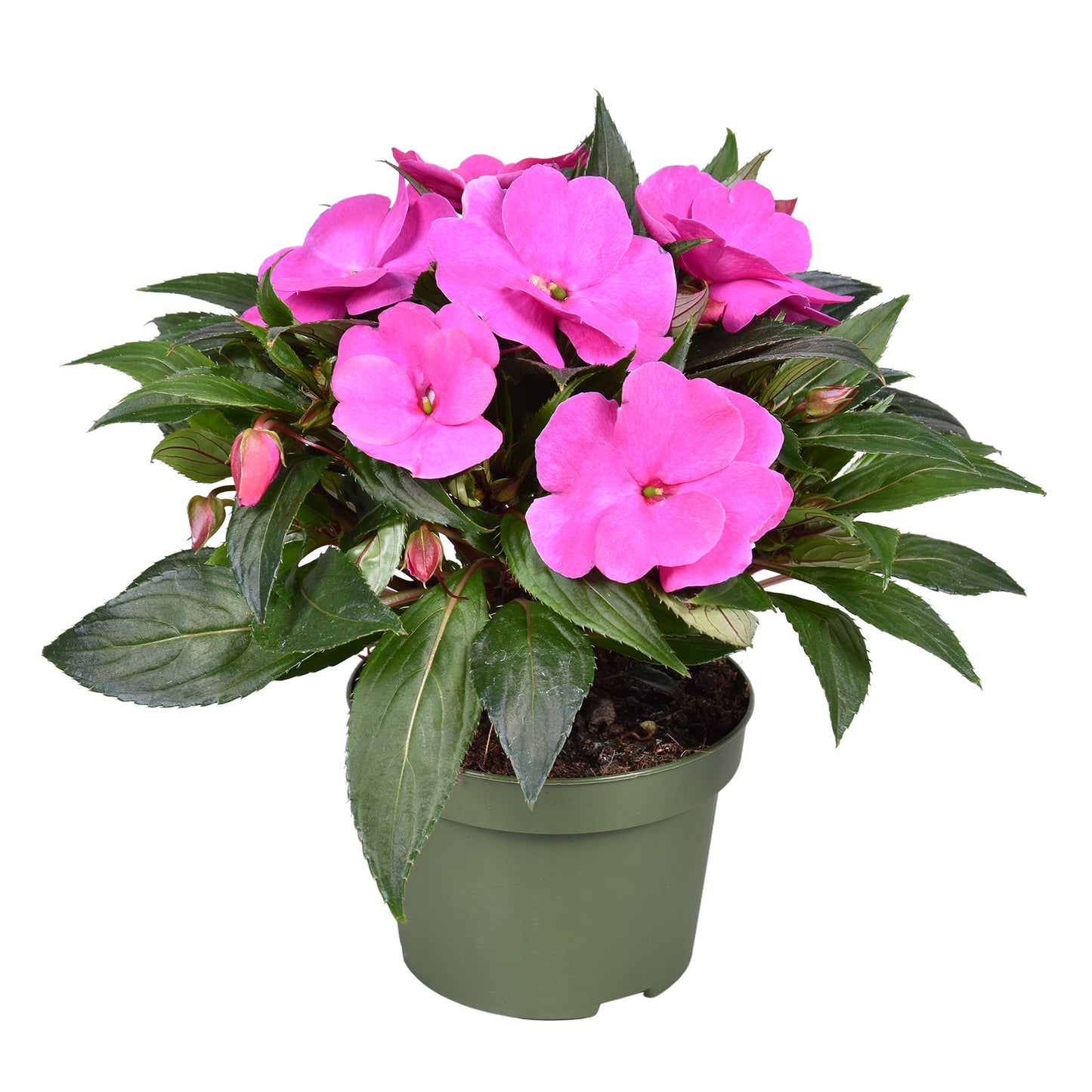 Impatiens ng. Tamarinda Violet 25cm 13cm Pot