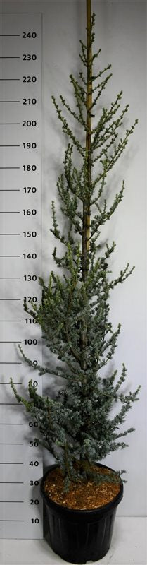 Cedrus libani Glauca 230cm 40cm Pot