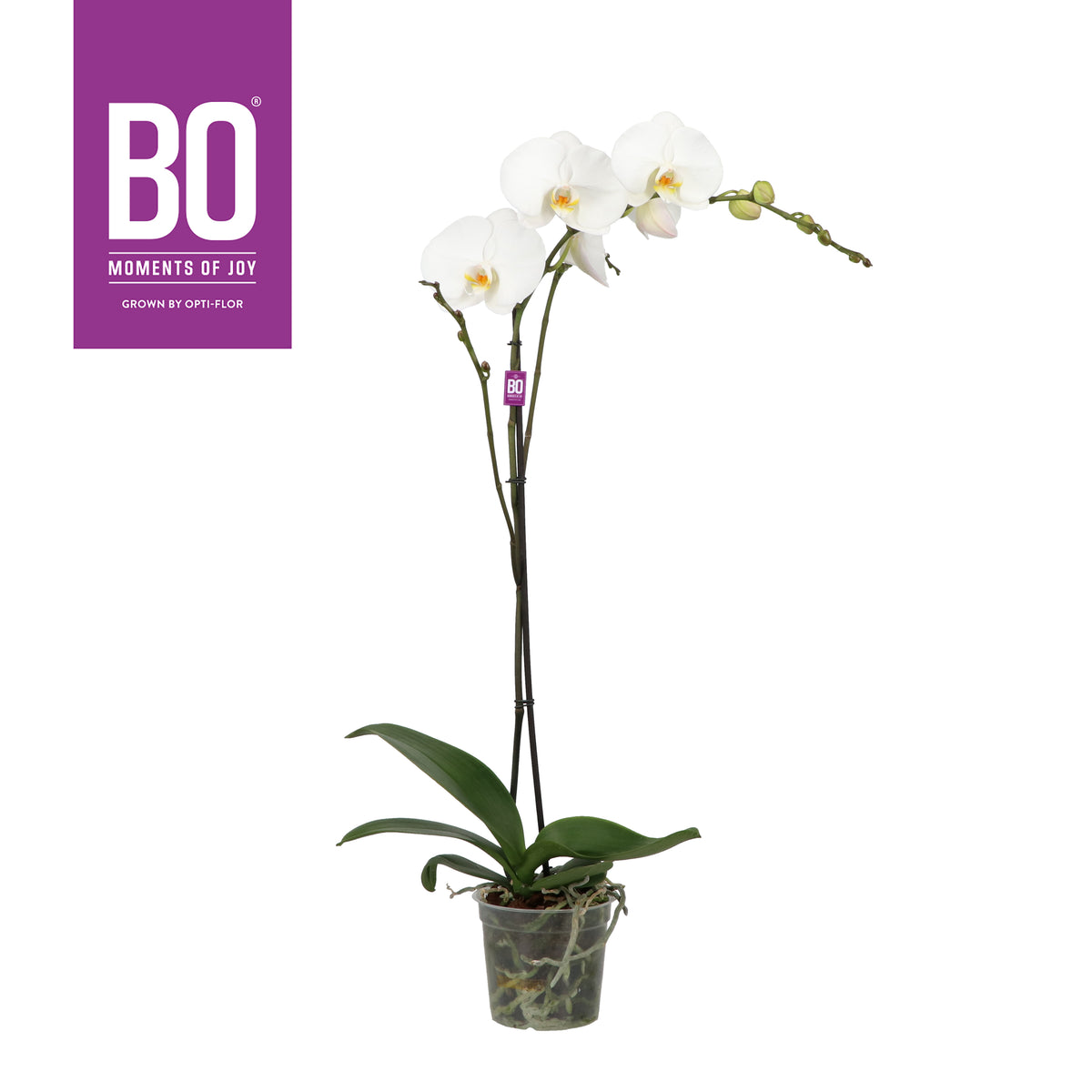 Phalaenopsis Fortuno white 90cm 15cm Pot
