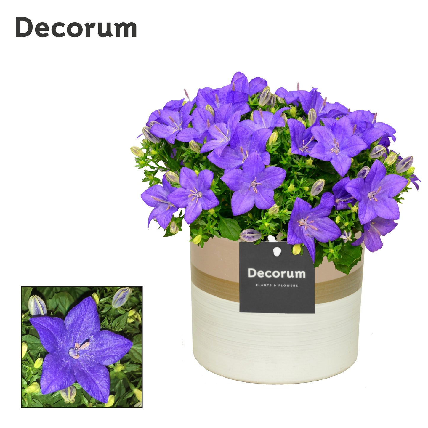 Campanula Napoli 22cm 14cm Pot