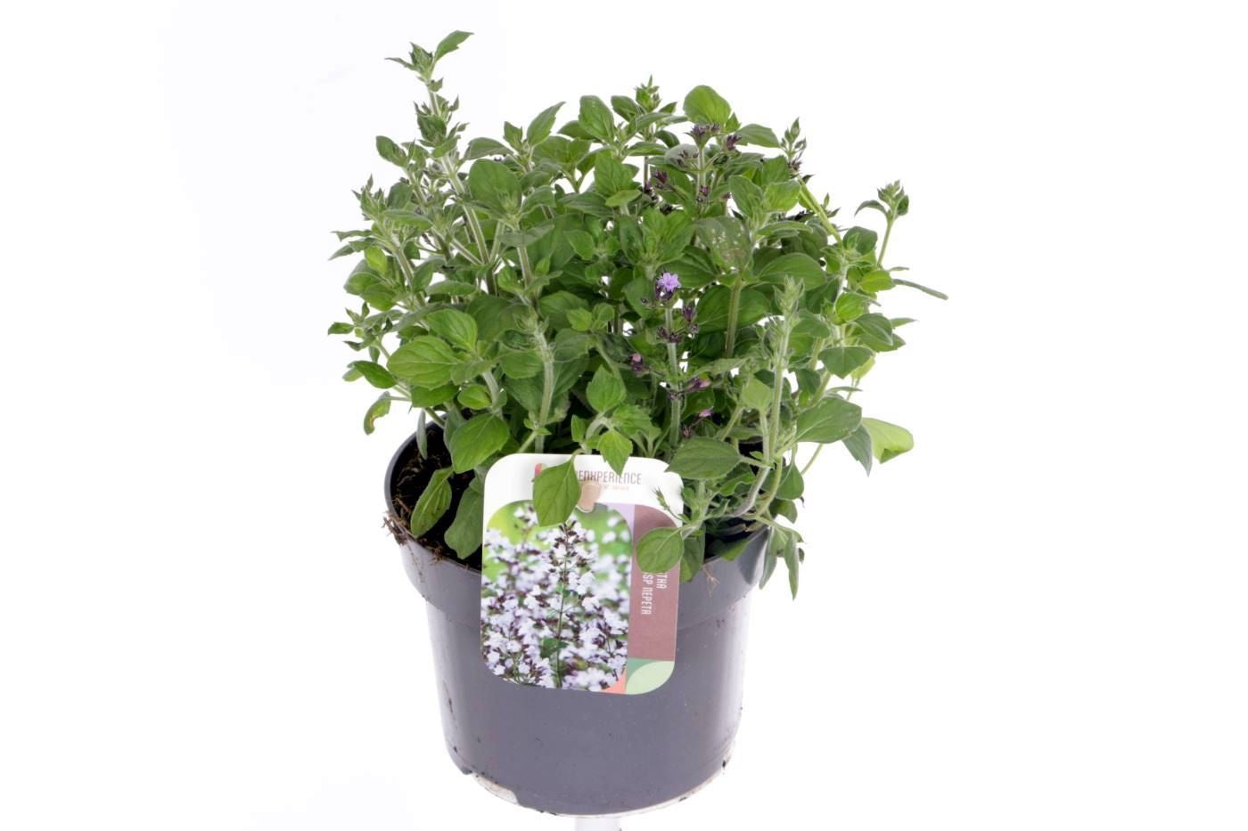 Calamintha nepeta 25cm 13cm Pot