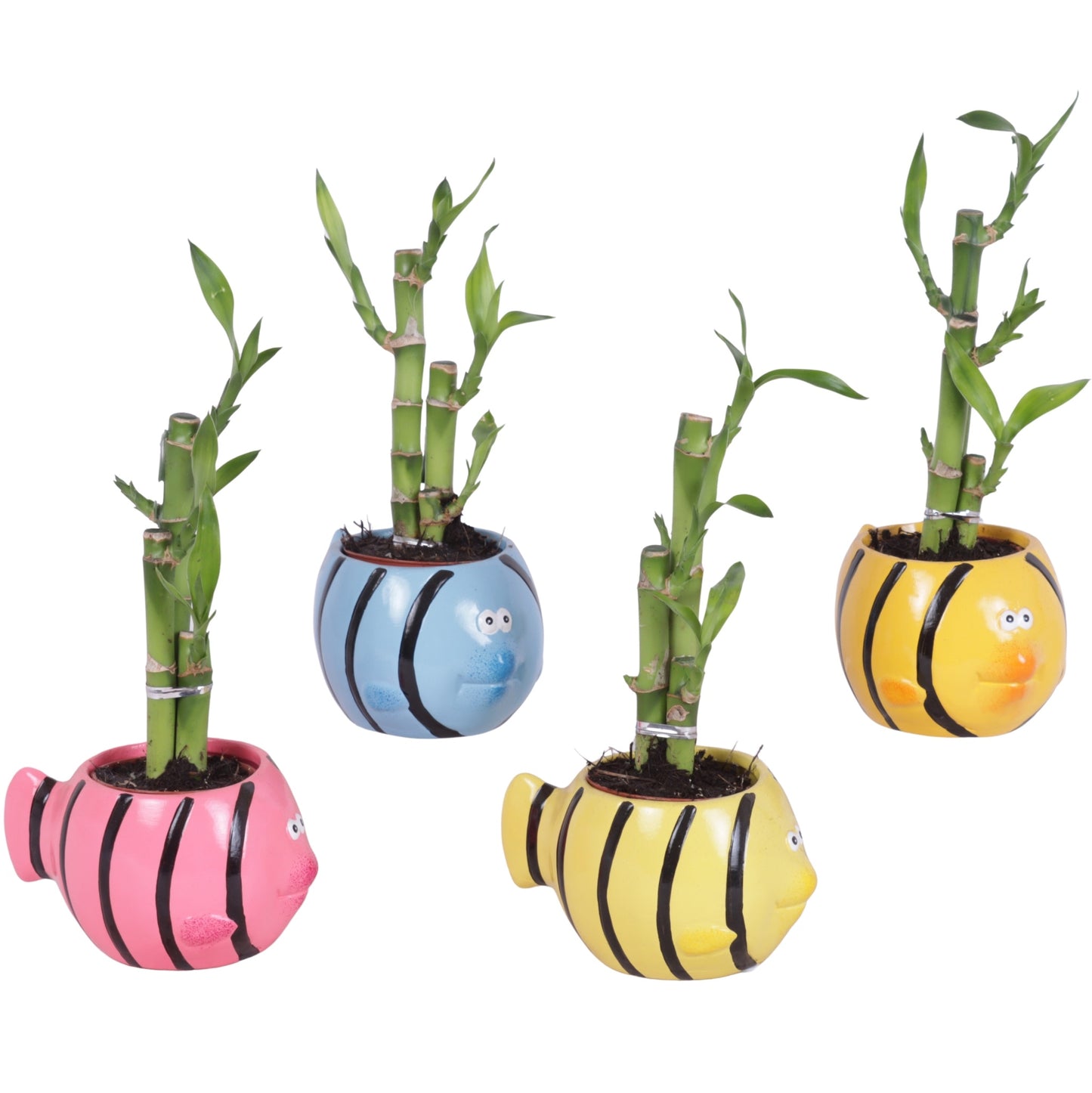 Drac. Lucky Bamboo 25cm 12cm Pot