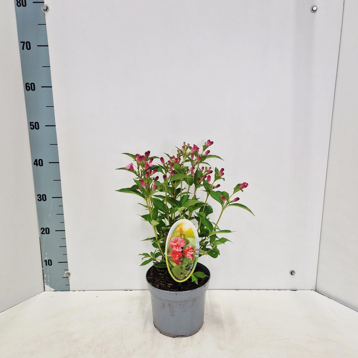 Weigela flor. Bristol Ruby 40cm 17cm Pot