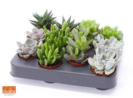Ovata BV Succulent mix Pack of 12