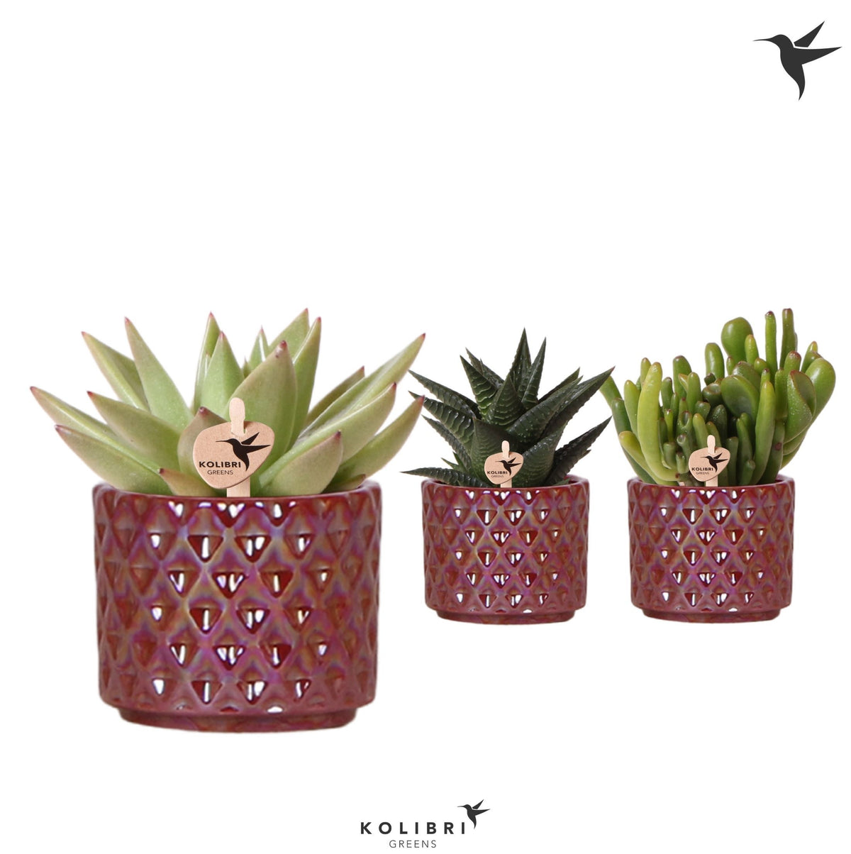 Succulent mix 11cm 6cm Pot