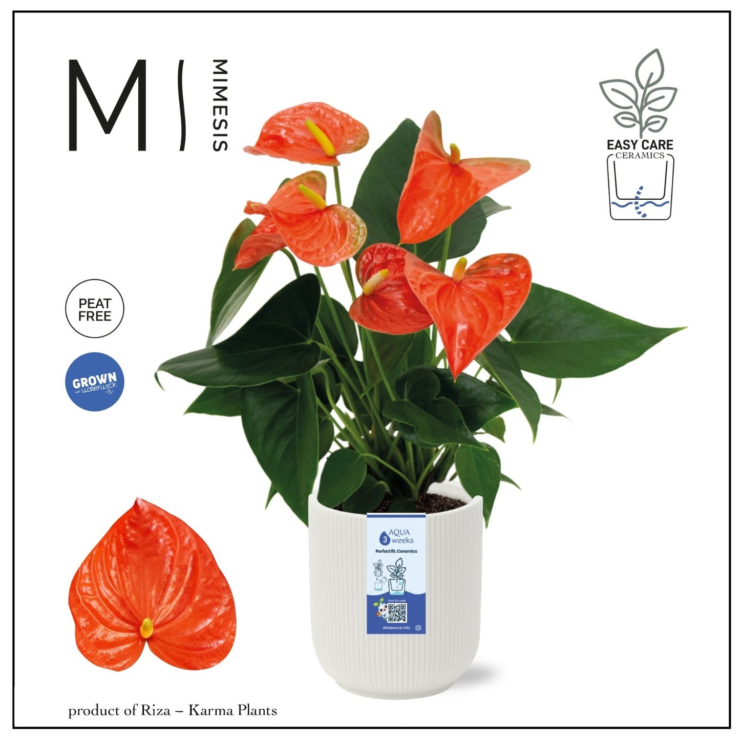 Riza Karma Plants Anthurium Karma Orange Pack of 4