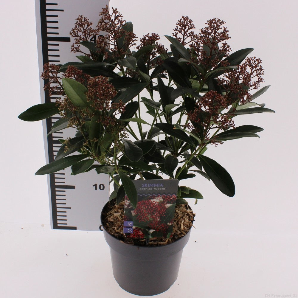 Skimmia japonica Rubella 30cm 17cm Pot