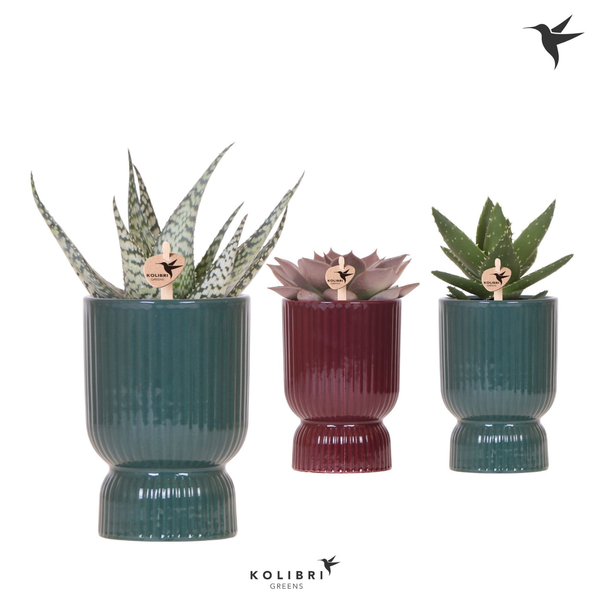 Succulent mix 27cm 9cm Pot