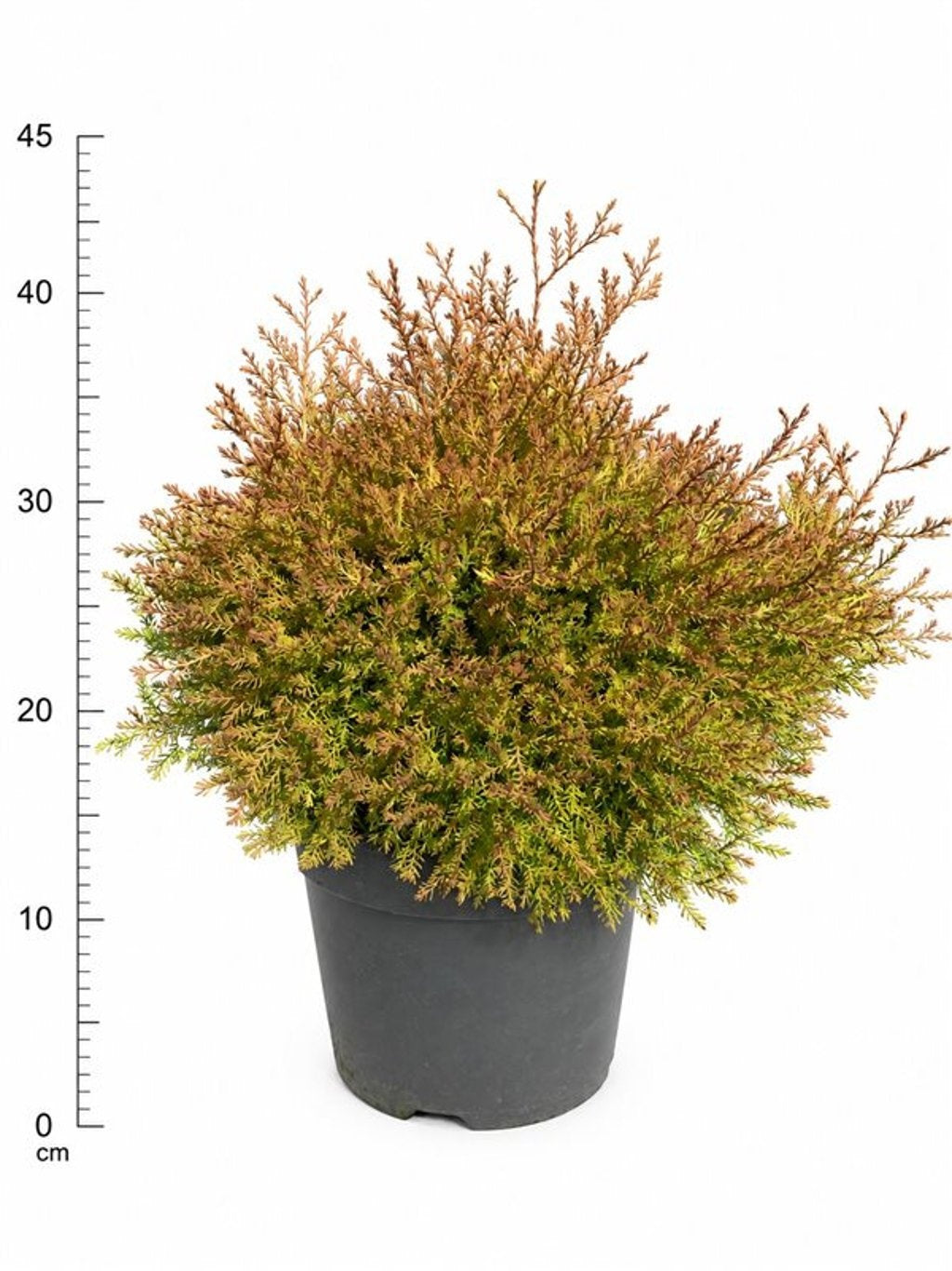 Thuja occidentalis 40cm 26cm Pot