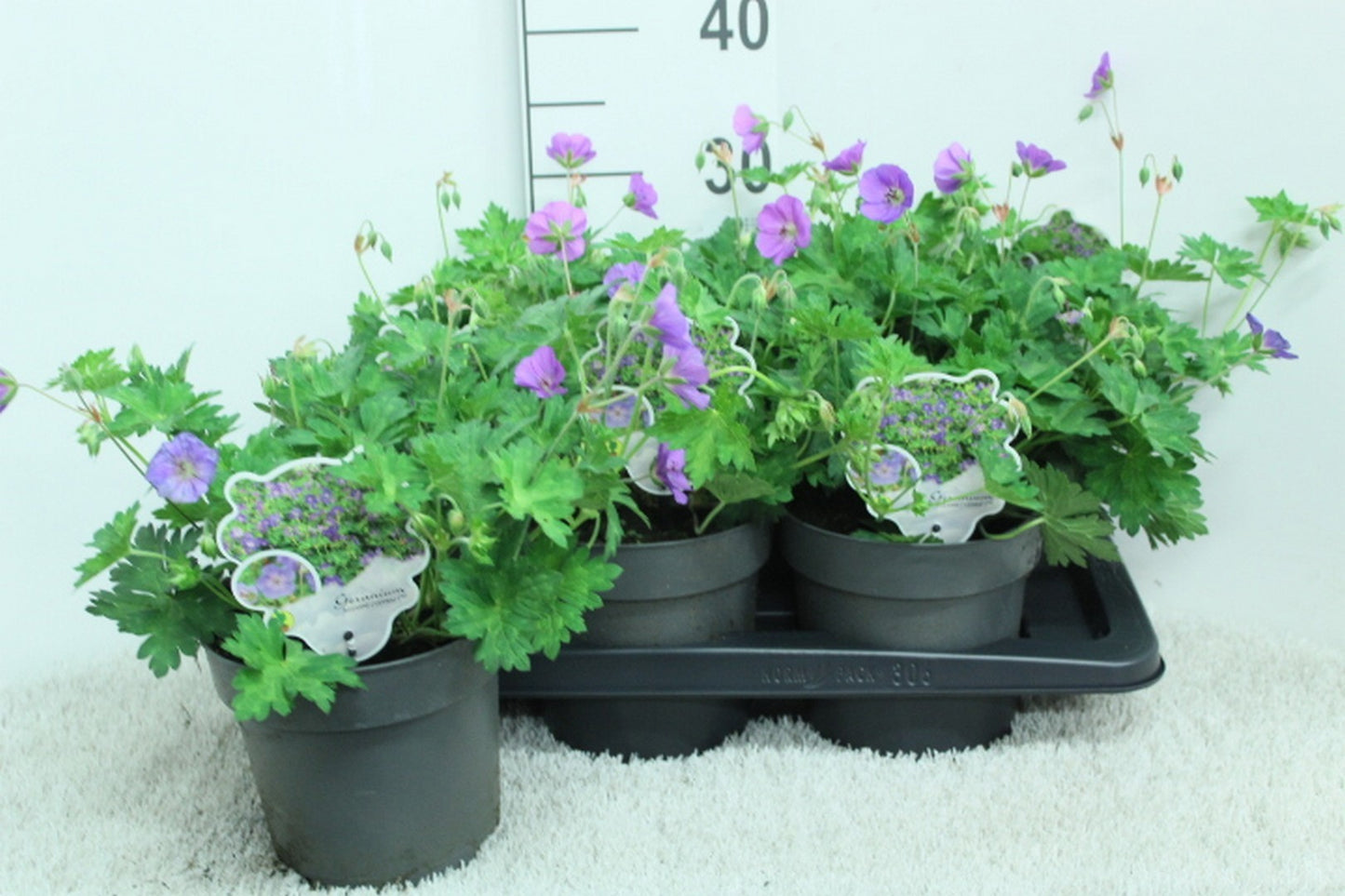 Geranium Rozanne (Hardy) 35cm 17cm Pot