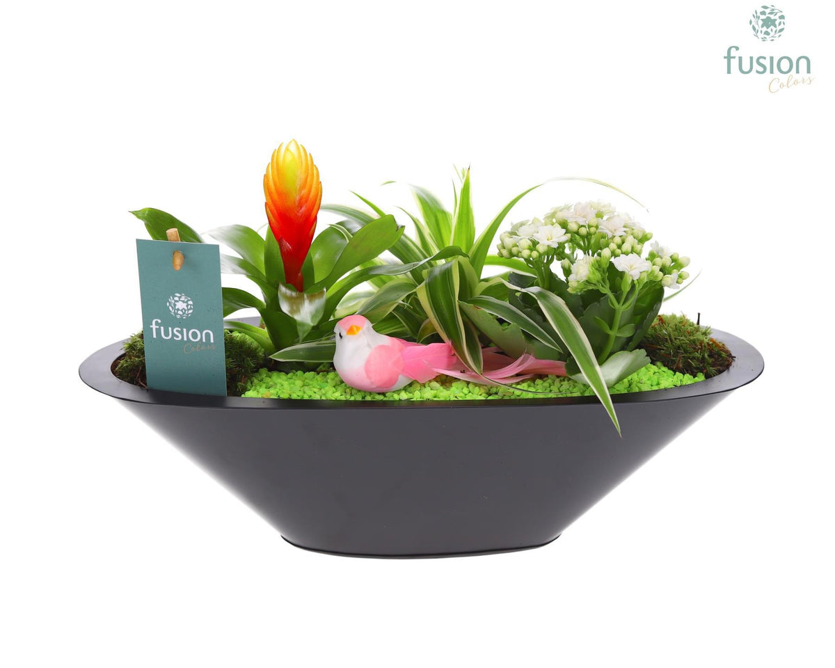 Zinken schaal antraciet met Arrangement 25cm 36cm Pot
