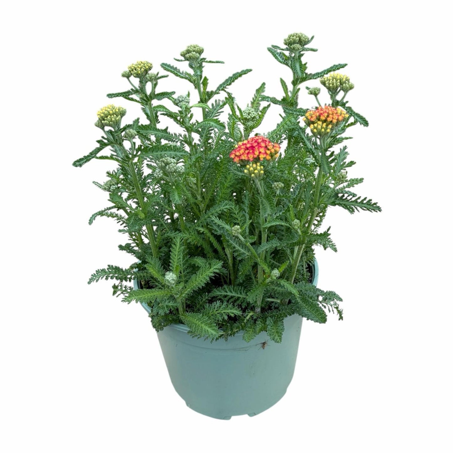 Achillea mil. Desert Eve Red 45cm 17cm Pot
