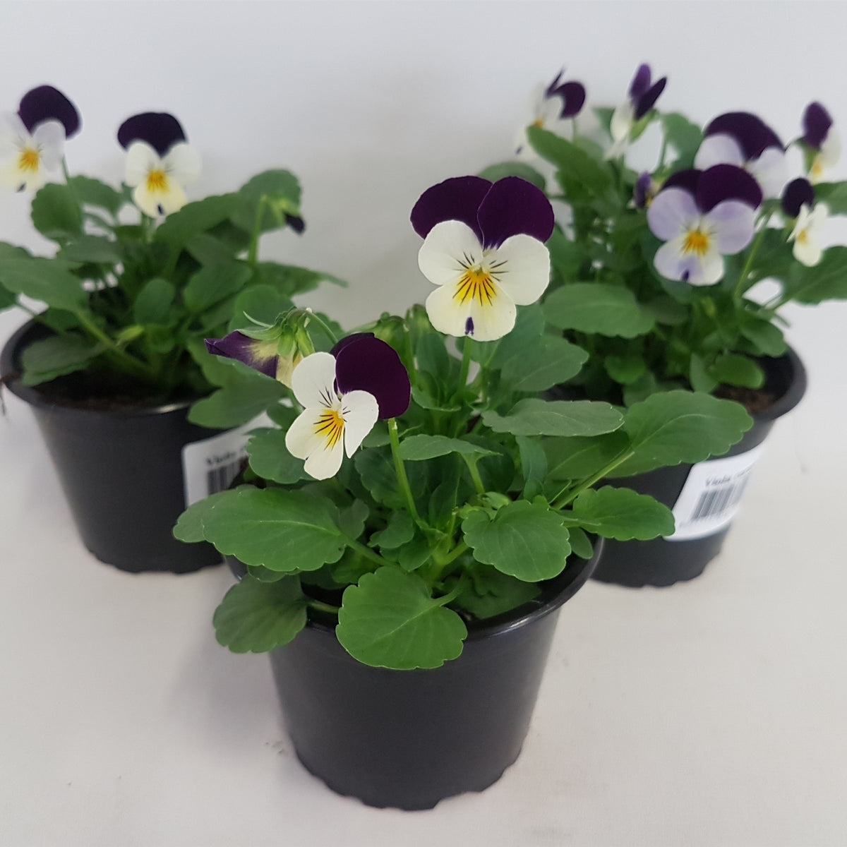 Viola corn. Callisto White with Violet Wing 15cm 9cm Pot