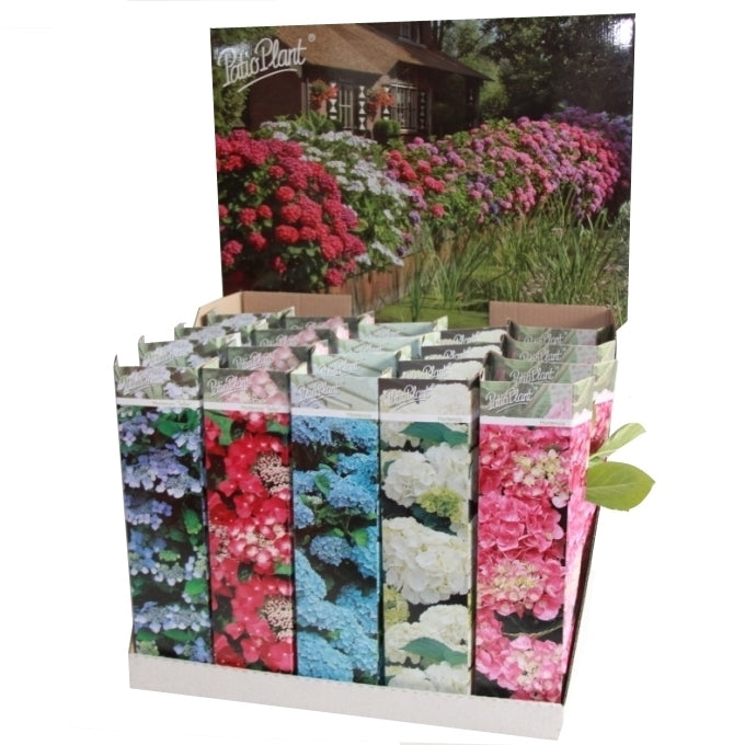 Hydrangea macrophylla mix 25cm 9cm Pot