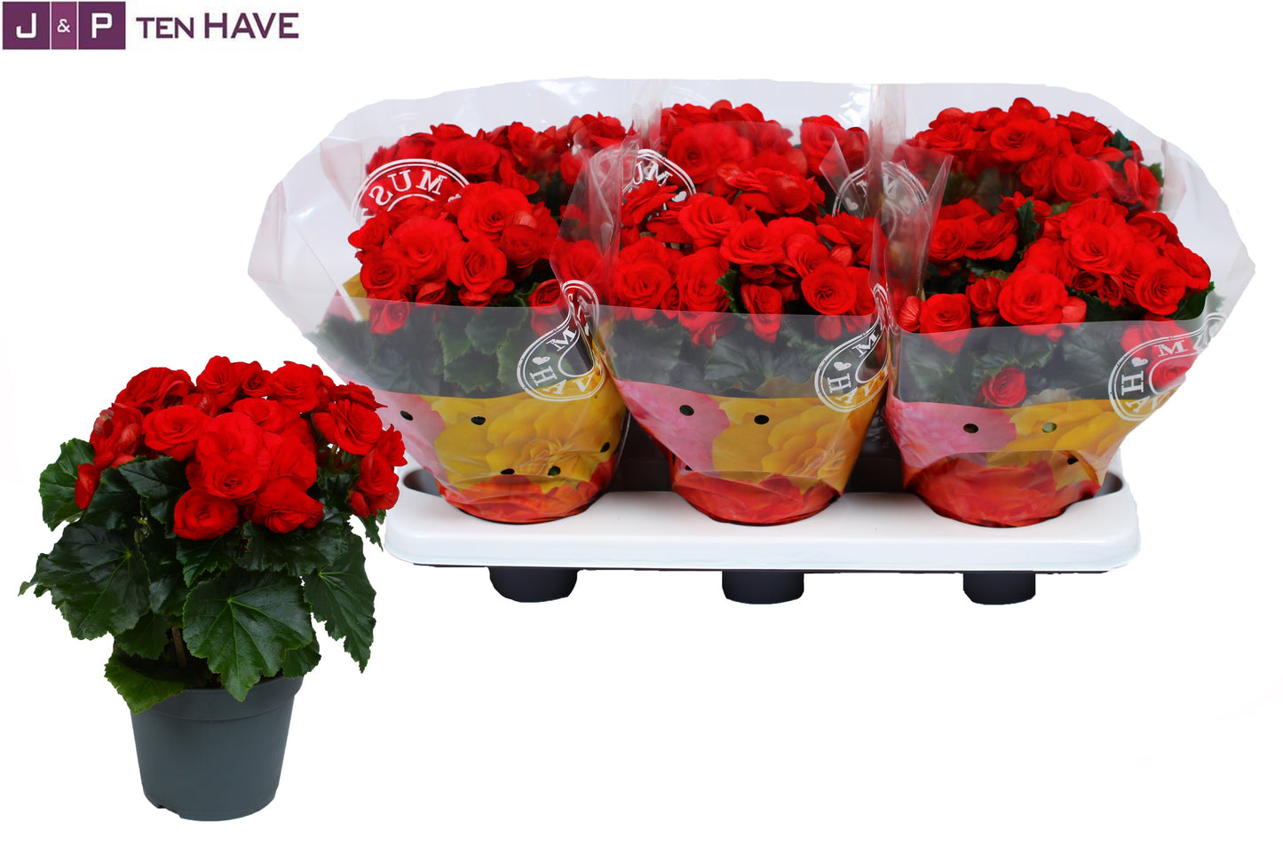 Begonia Baladin 30cm 14cm Pot