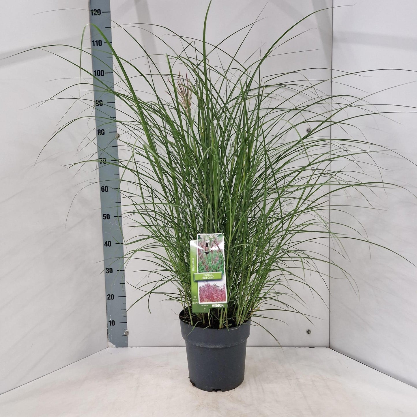 Miscanthus sinensis Red Chief 100cm 23cm Pot
