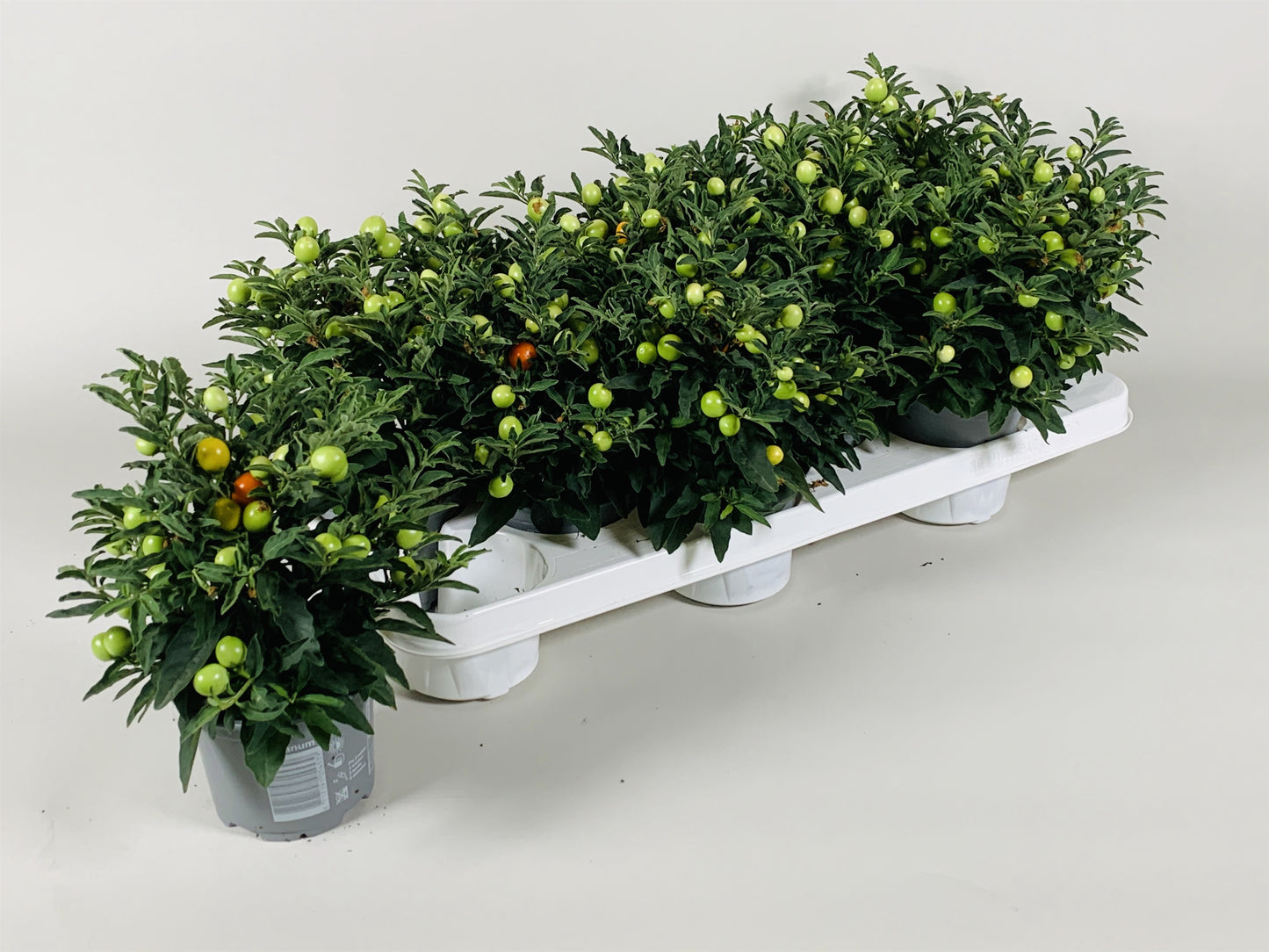 Solanum pseudocapsicum 25cm 510cm Pot