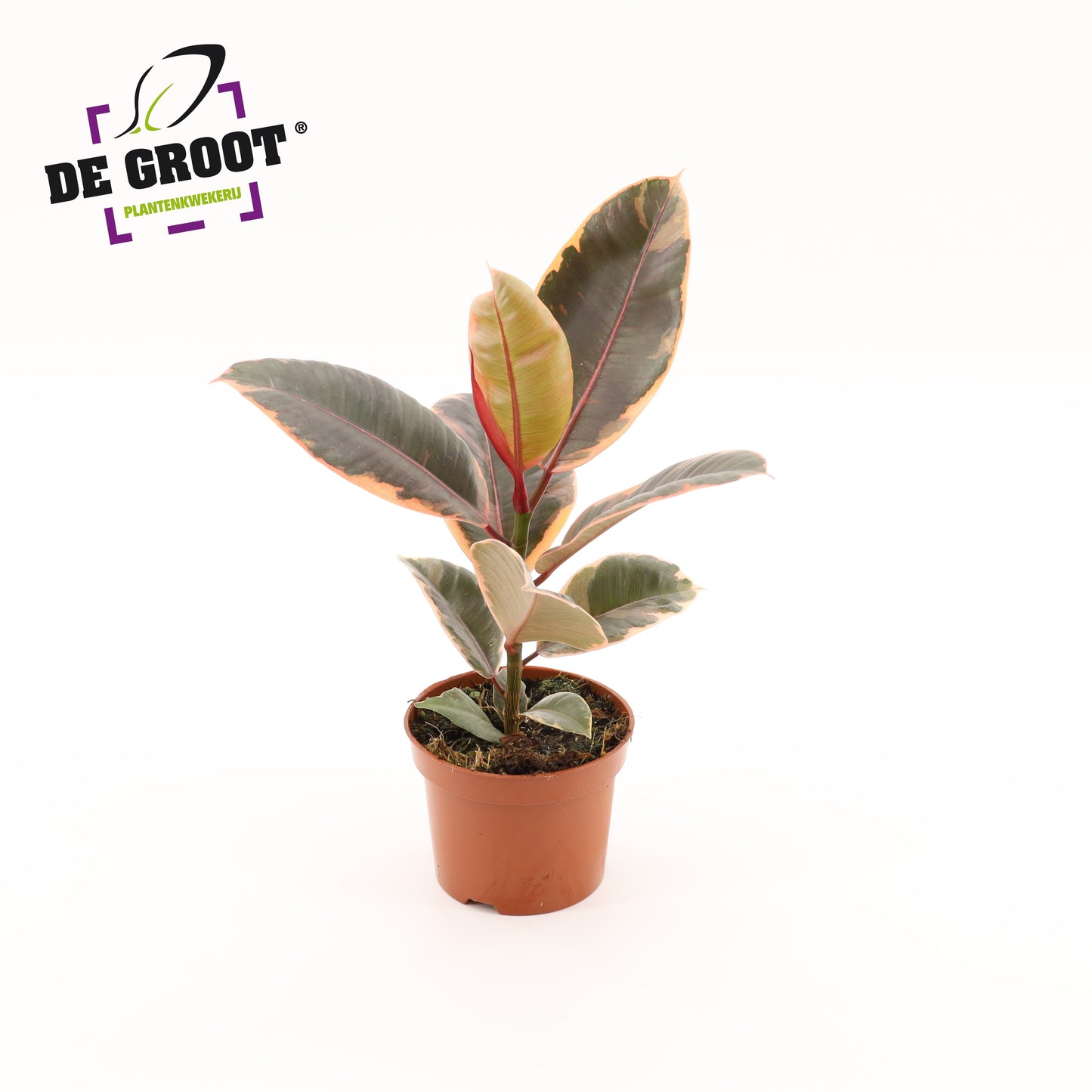 Ficus Belize 30cm 12cm Pot