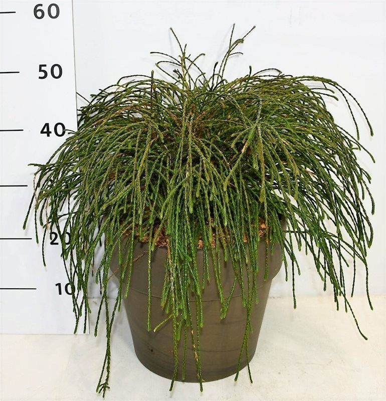 Thuja plicata Whipecord 50cm 35cm Pot