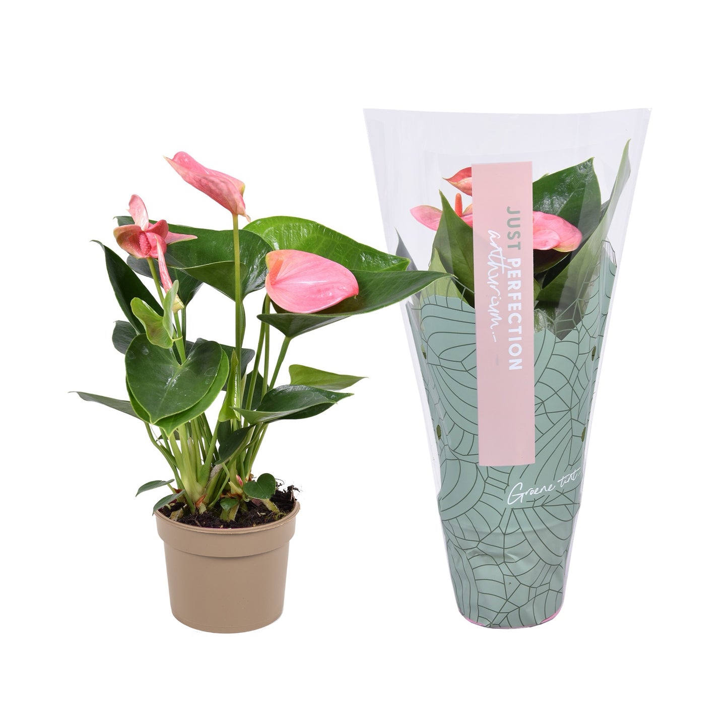 Groene Tint Anthurium Sweet Dream Pack of 18