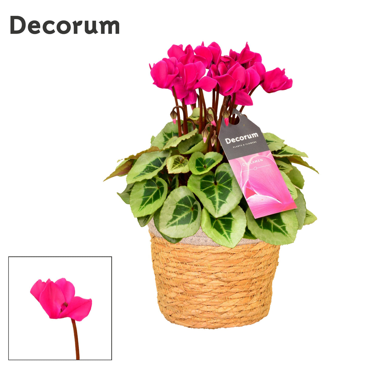 Cyclamen Picasso 25cm 15cm Pot