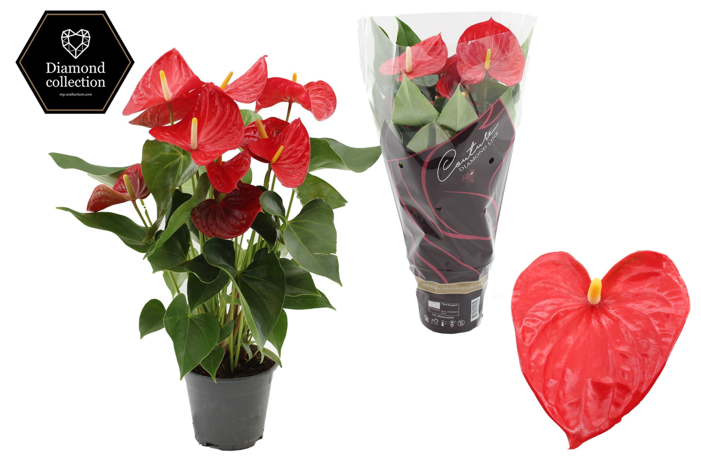 Anthurium Casparo 50cm 14cm Pot