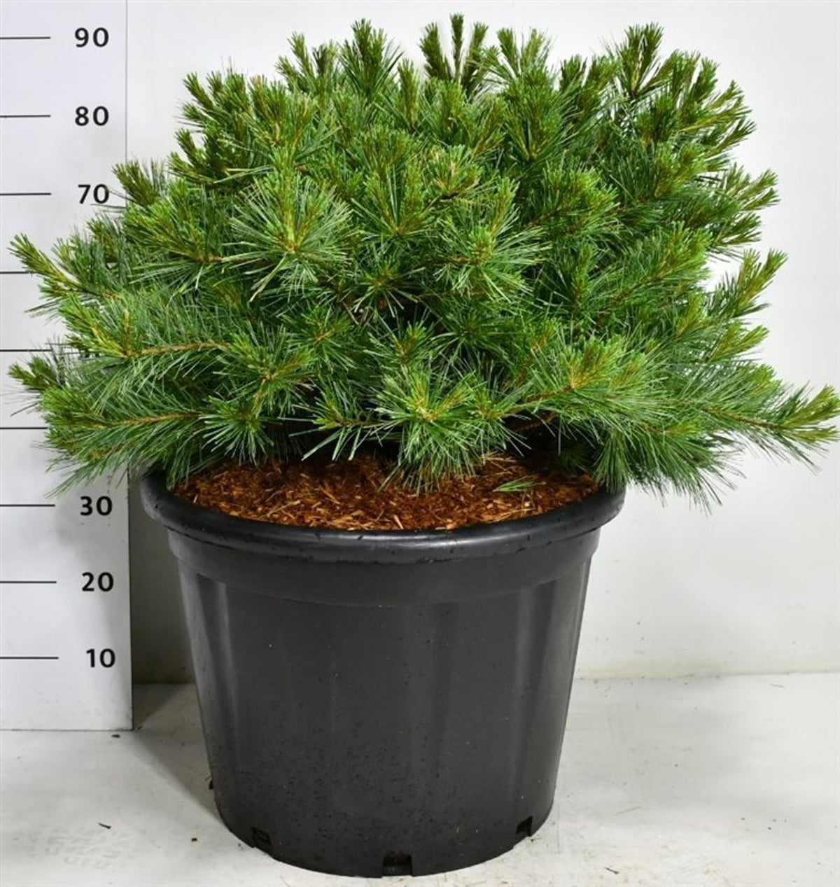Pinus hybrid 90cm 58cm Pot