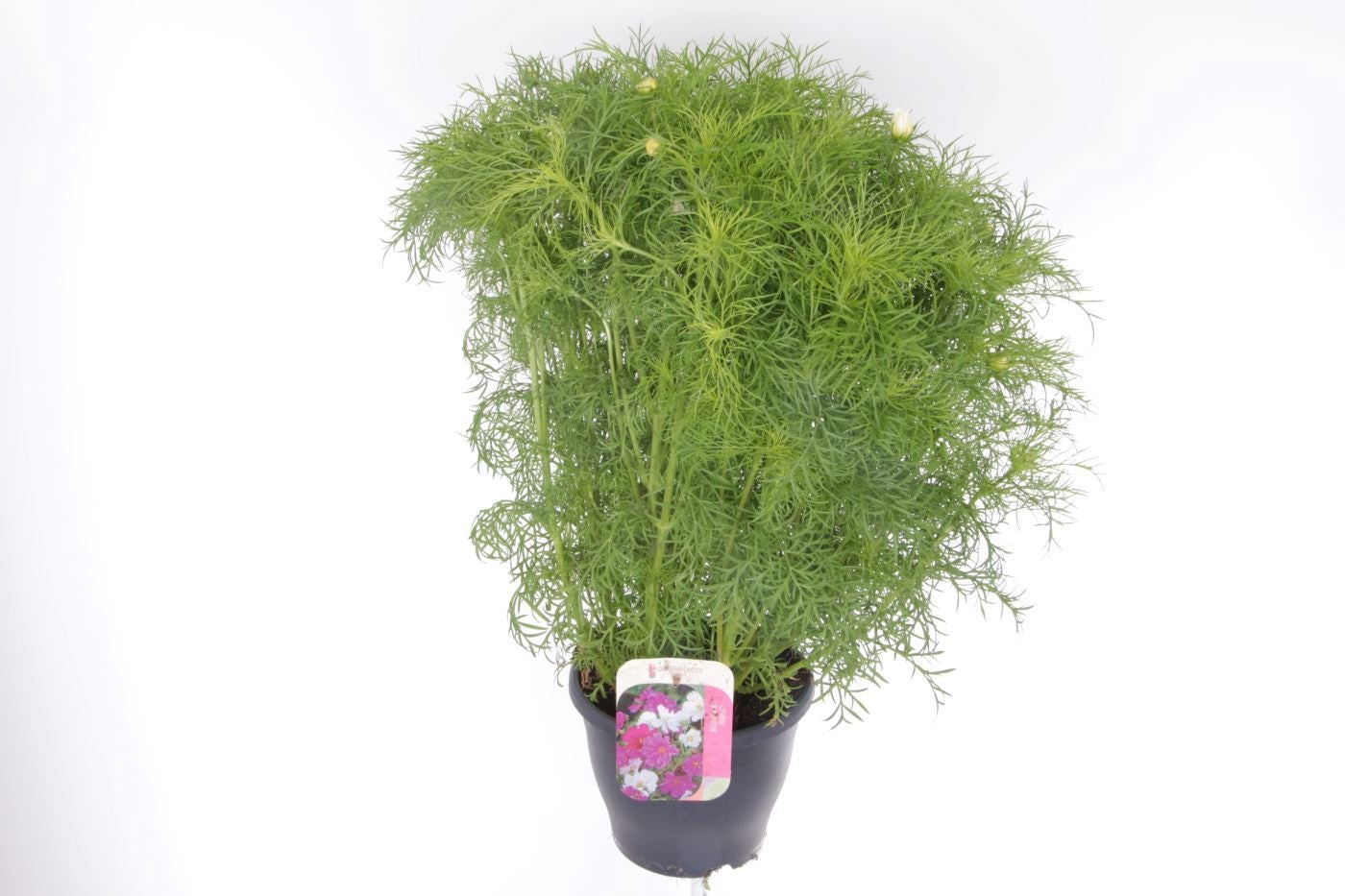 Cosmos bip. Casanova White 75cm 23cm Pot