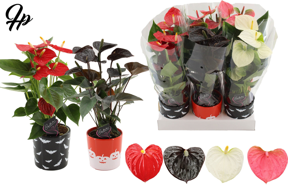 Anthurium mix 40cm 12cm Pot