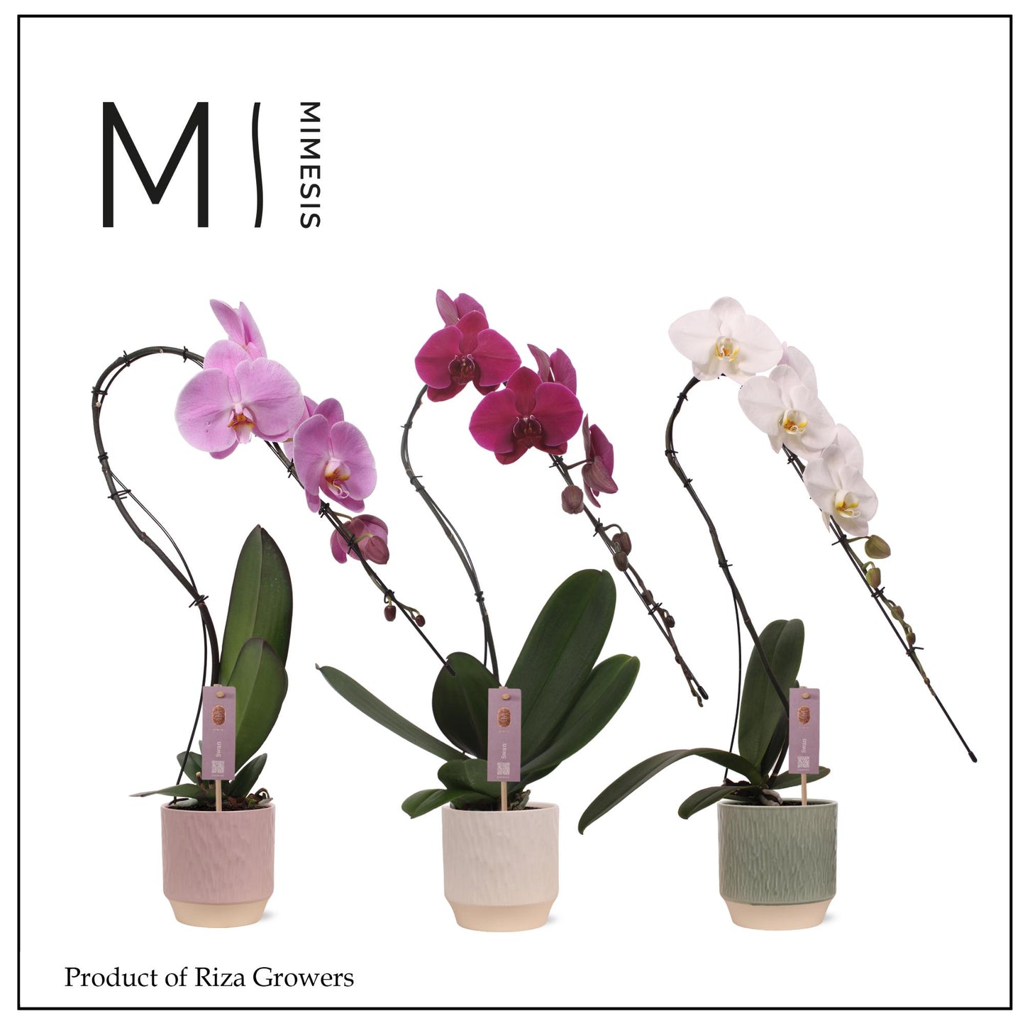 Riza Ter Laak Orchios Phalaenopsis mix Swan (+ drp.ceramic) Pack of 4