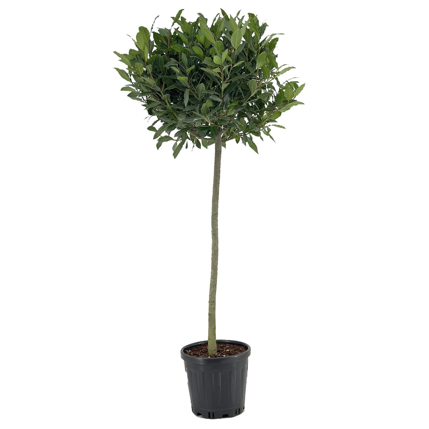 Laurus nobilis 130cm 25cm Pot