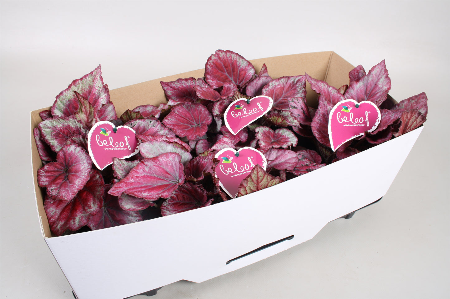 Begonia Beleaf mix trolley 22cm 12cm Pot