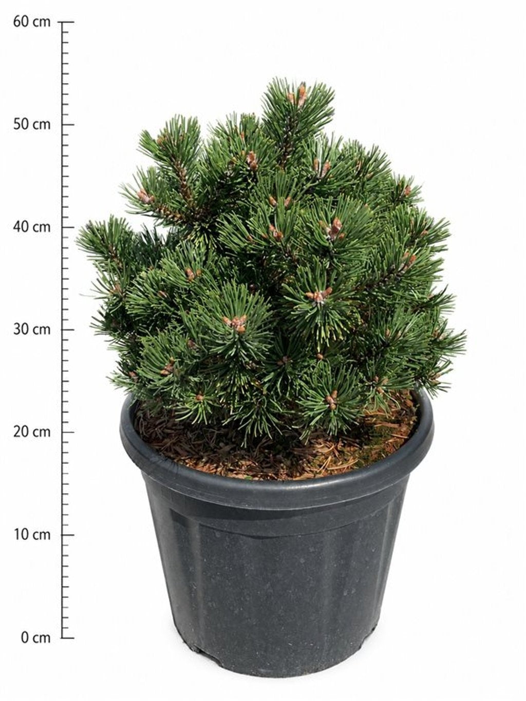 Pinus hybrid 50cm 32cm Pot