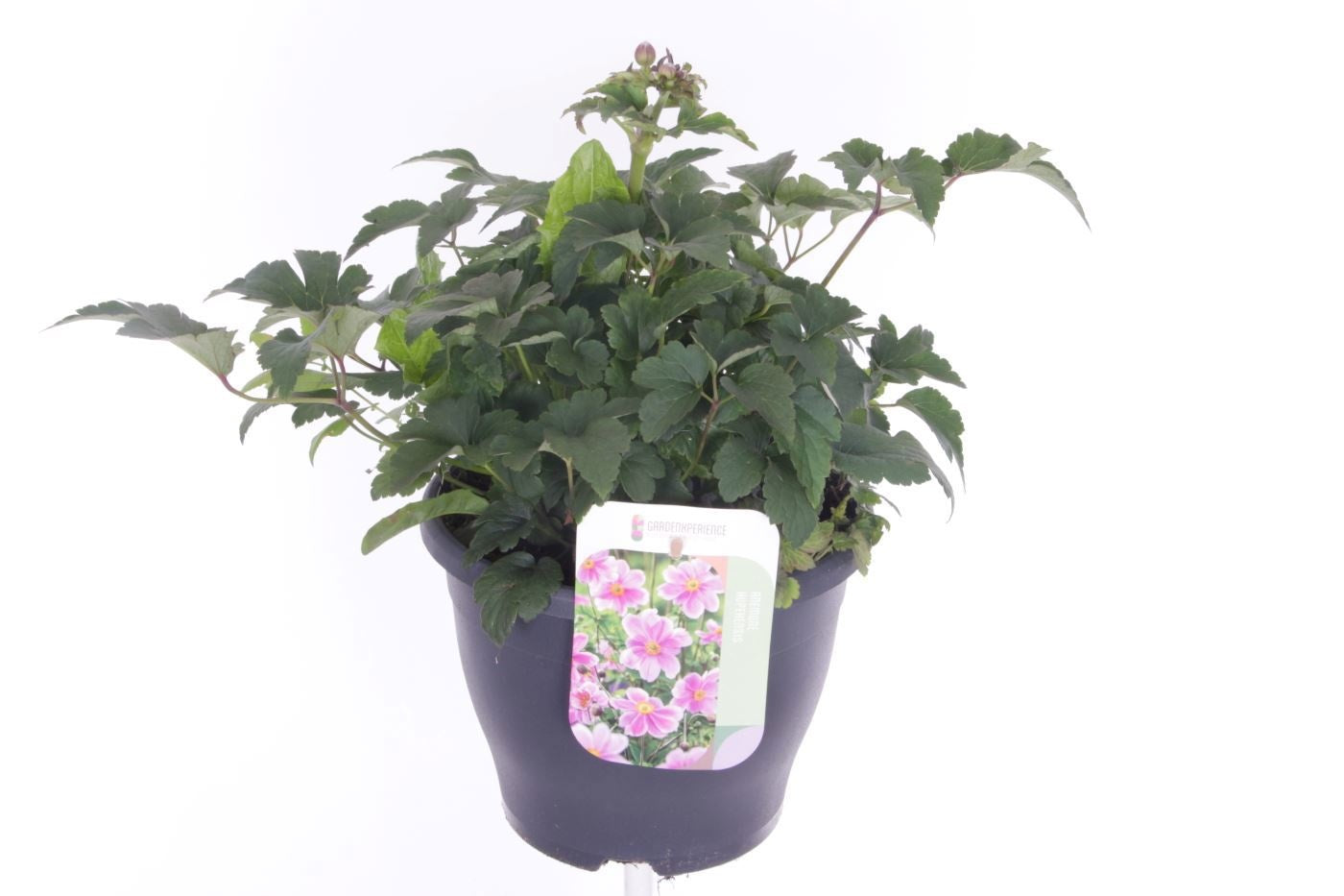 Anemone hupehensis 40cm 23cm Pot